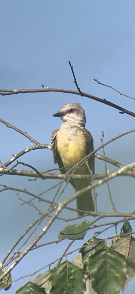 Western Kingbird - ML622737122