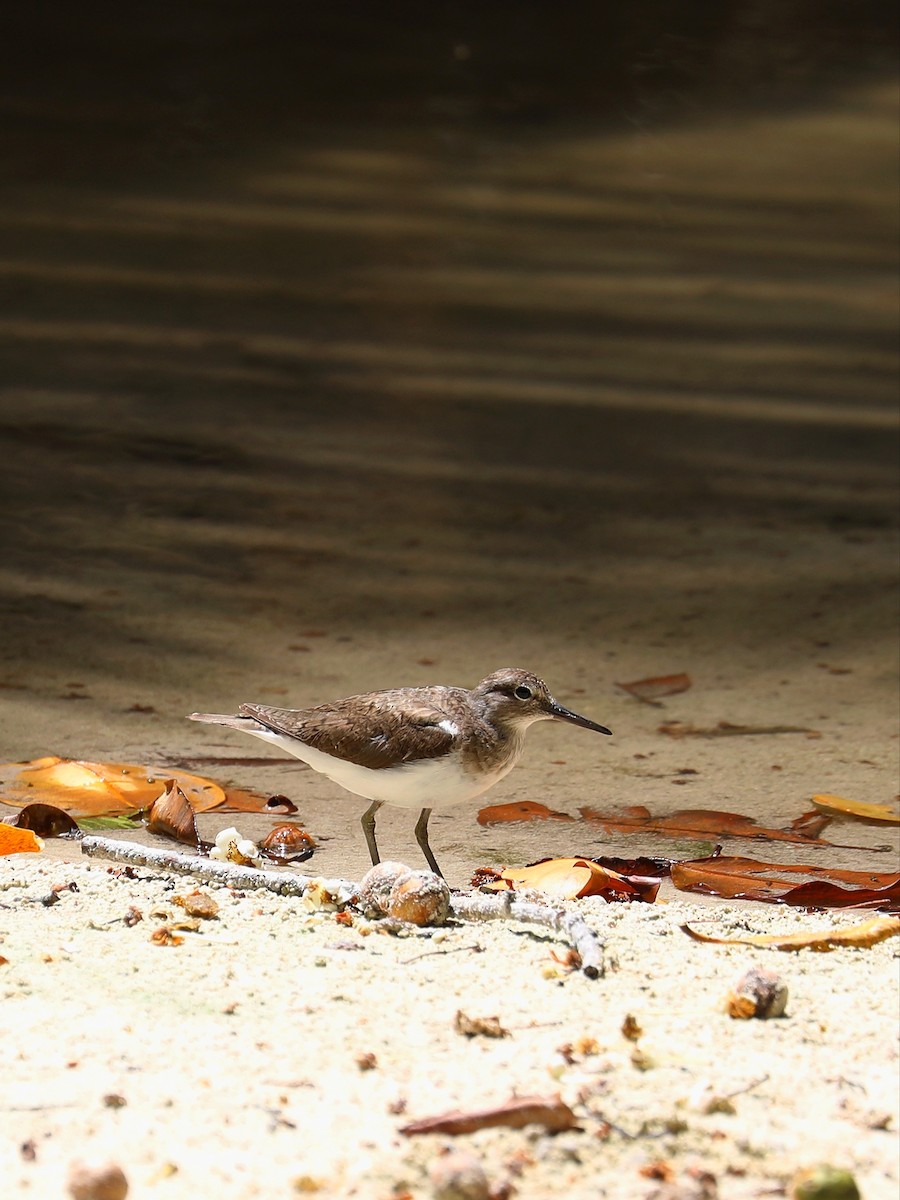 Common Sandpiper - ML622737123