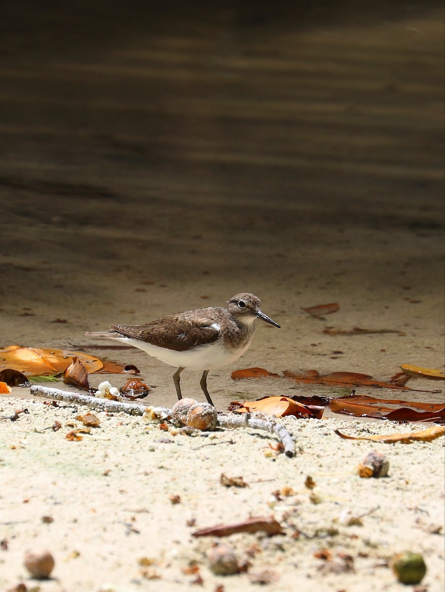 Common Sandpiper - ML622737124