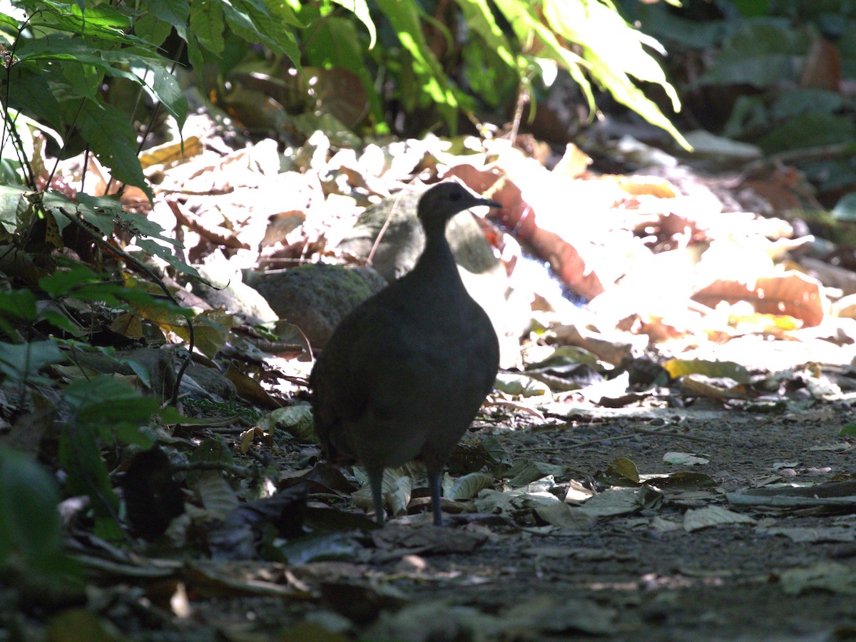 Great Tinamou - ML622737170