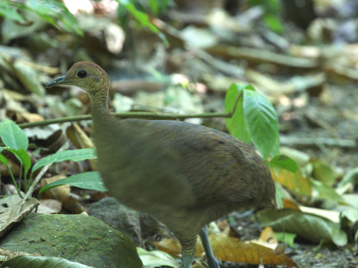 Great Tinamou - ML622737172