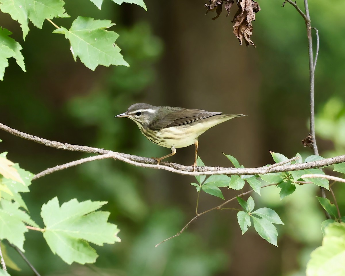 Louisiana Waterthrush - Debbie Kosater