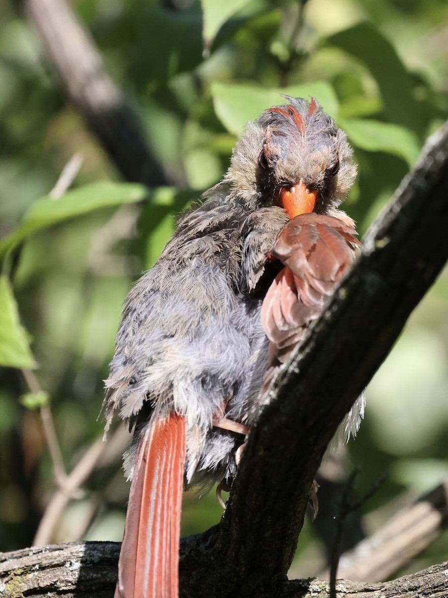 Northern Cardinal - ML622737206