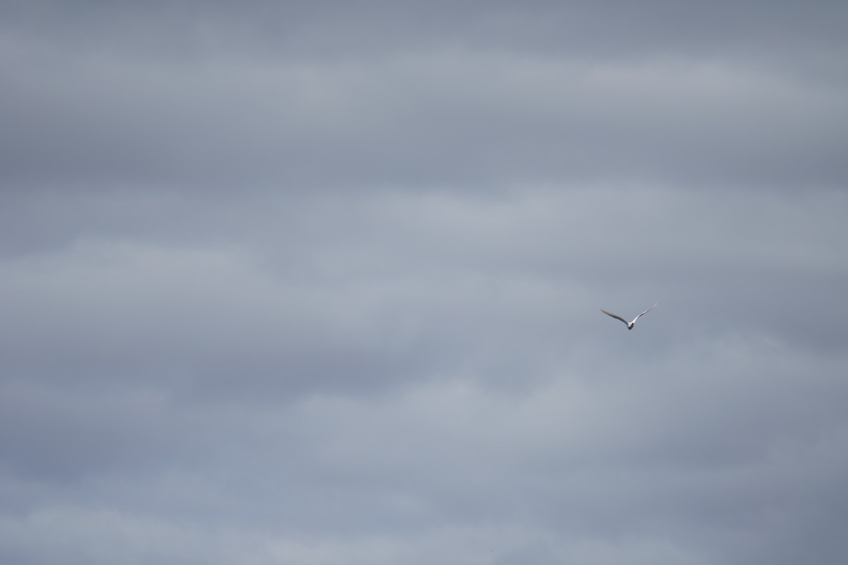 Western Cattle Egret - ML622737209