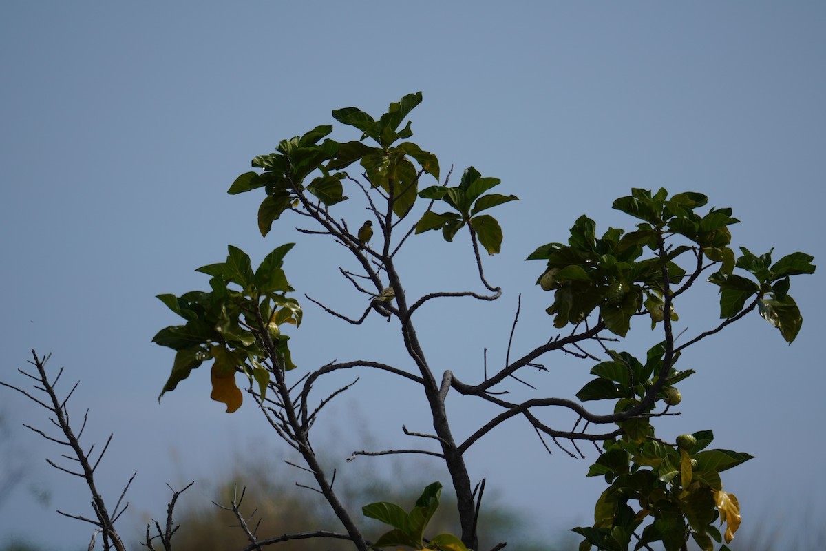 Yellow-fronted Canary - ML622737215