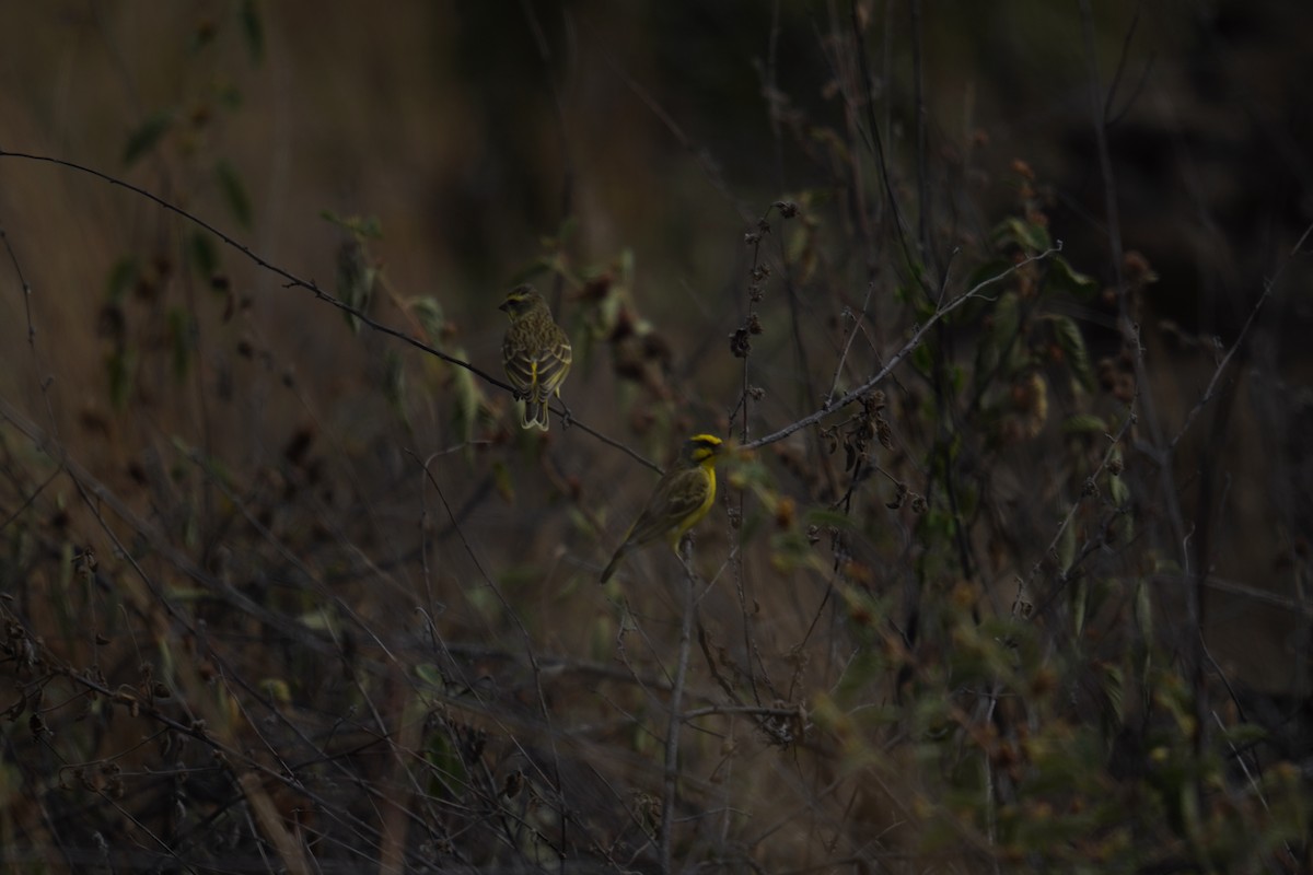 Yellow-fronted Canary - ML622737216