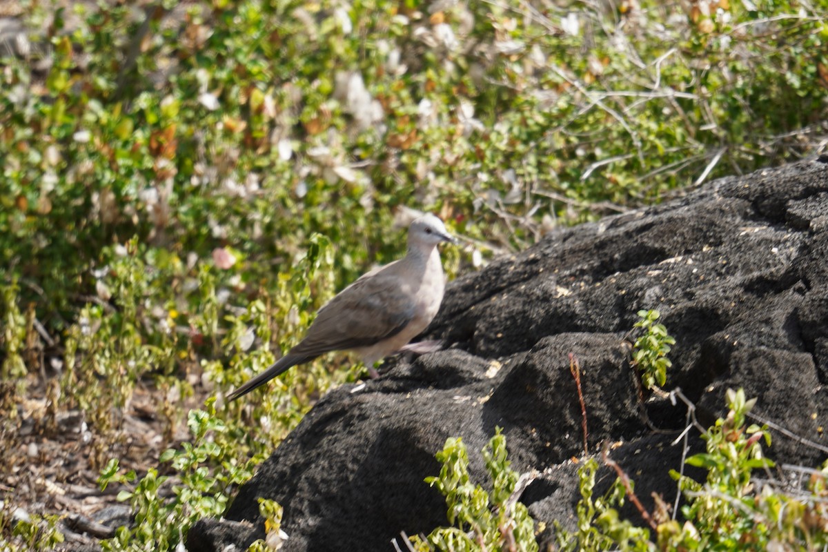 Spotted Dove - ML622737235