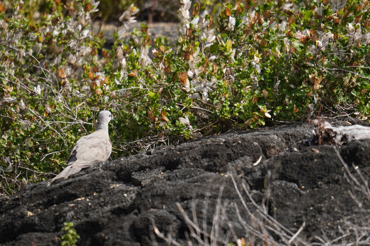 Spotted Dove - ML622737239