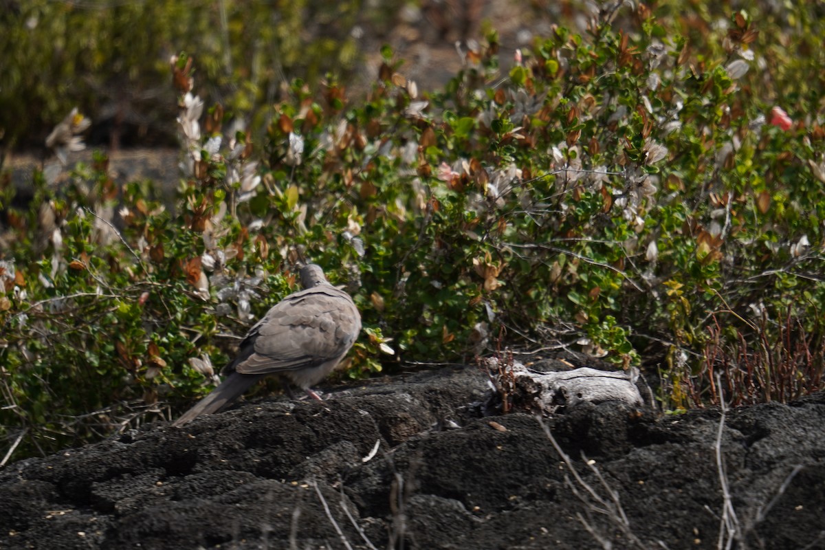 Spotted Dove - ML622737240