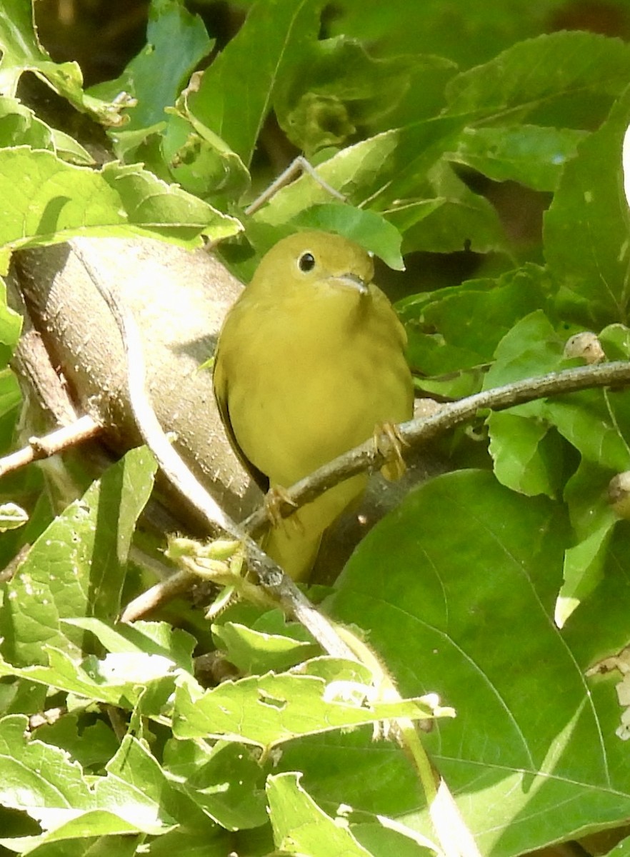 Yellow Warbler (Northern) - ML622737310