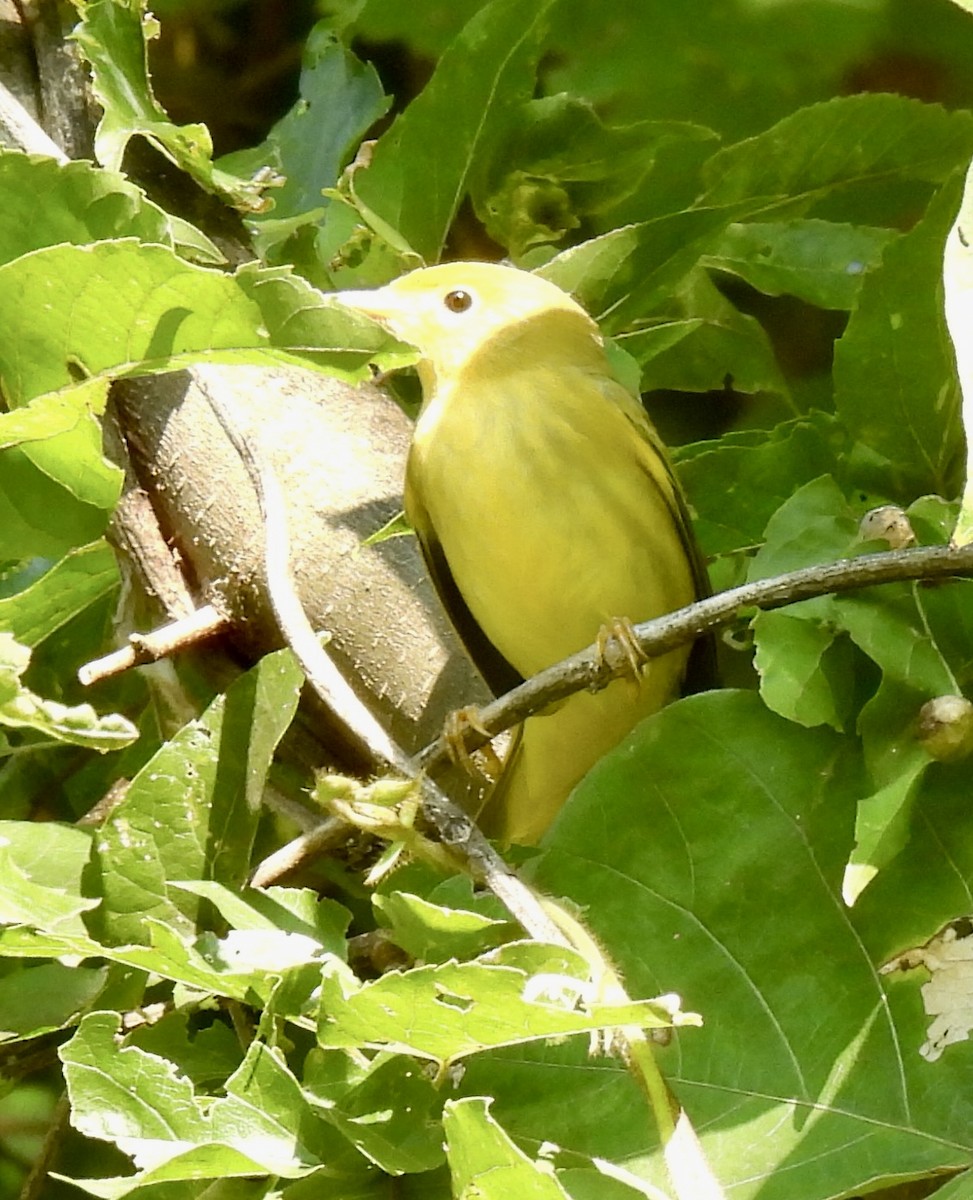 Yellow Warbler (Northern) - ML622737311