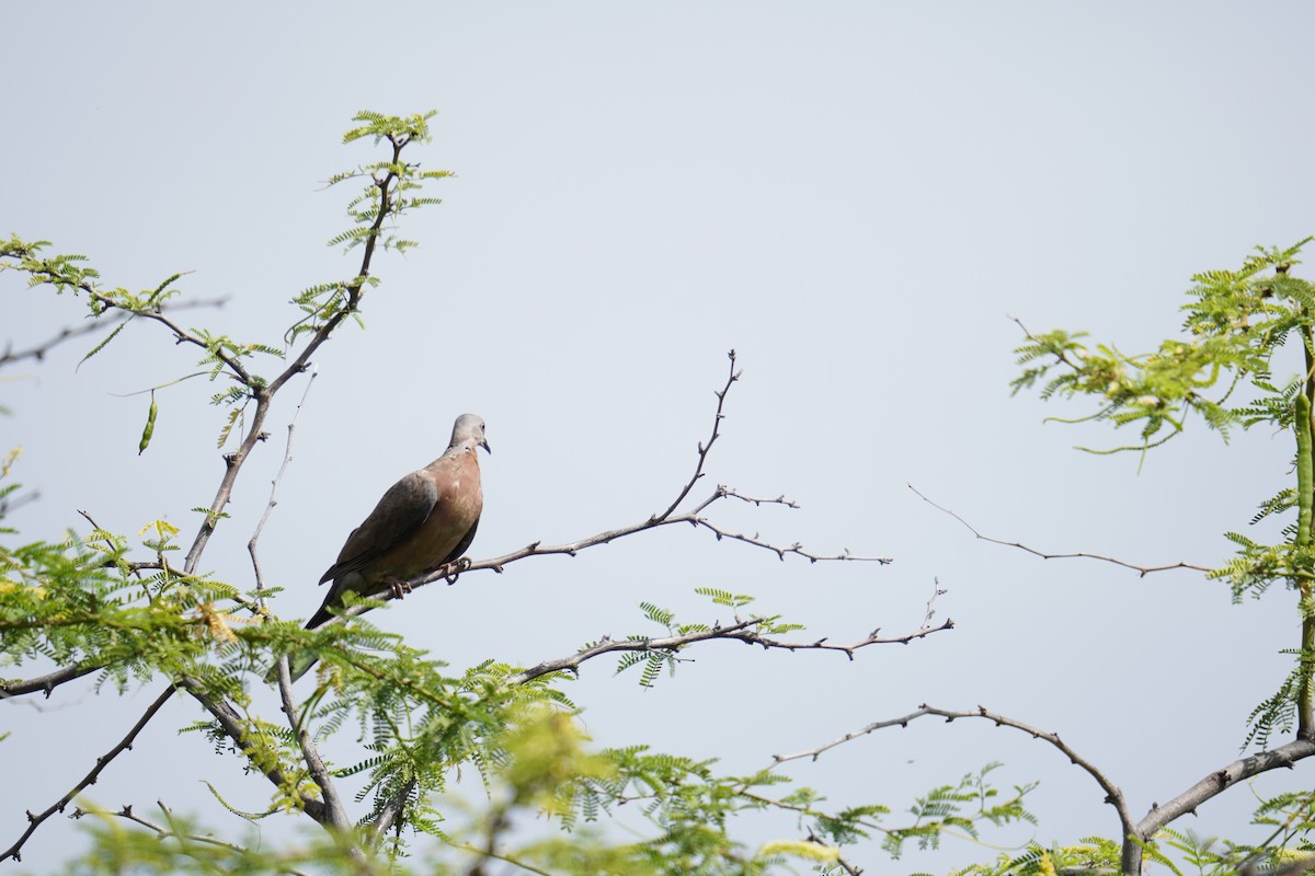 Spotted Dove - ML622737315