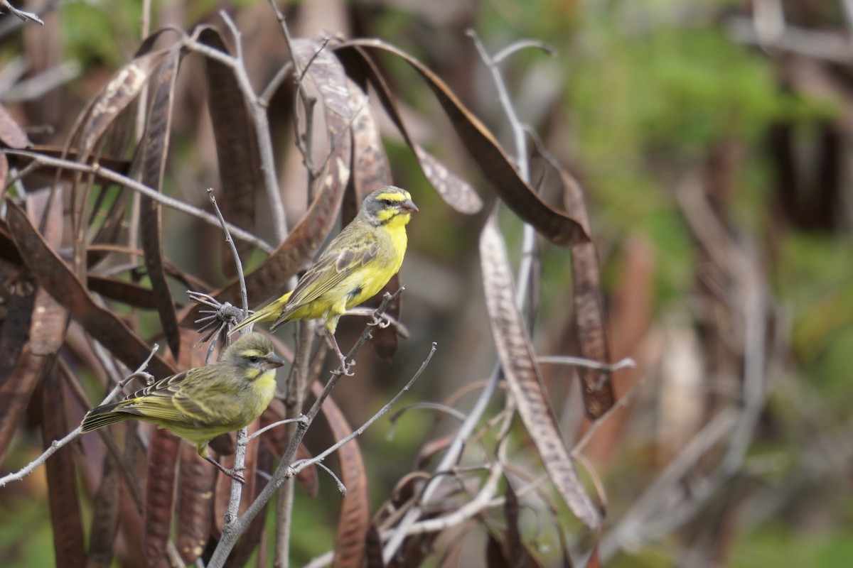 Yellow-fronted Canary - ML622737364