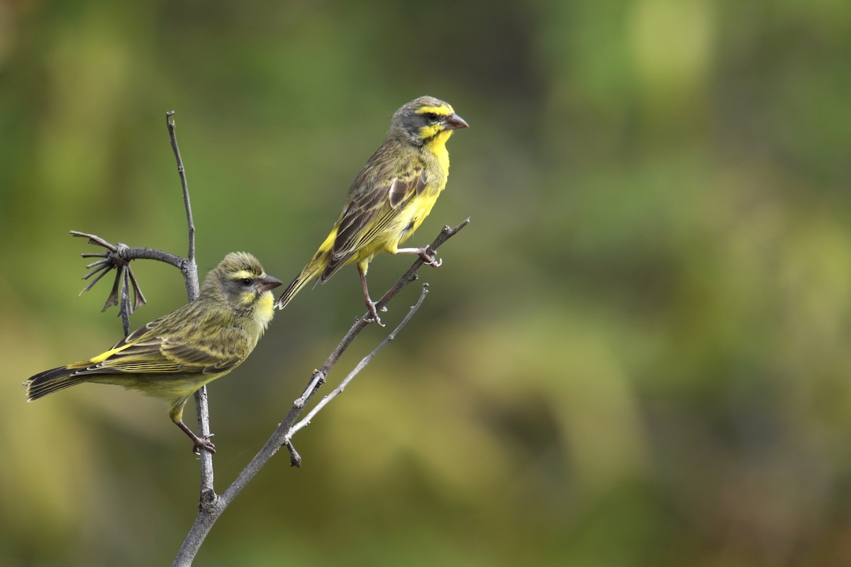 Yellow-fronted Canary - ML622737365