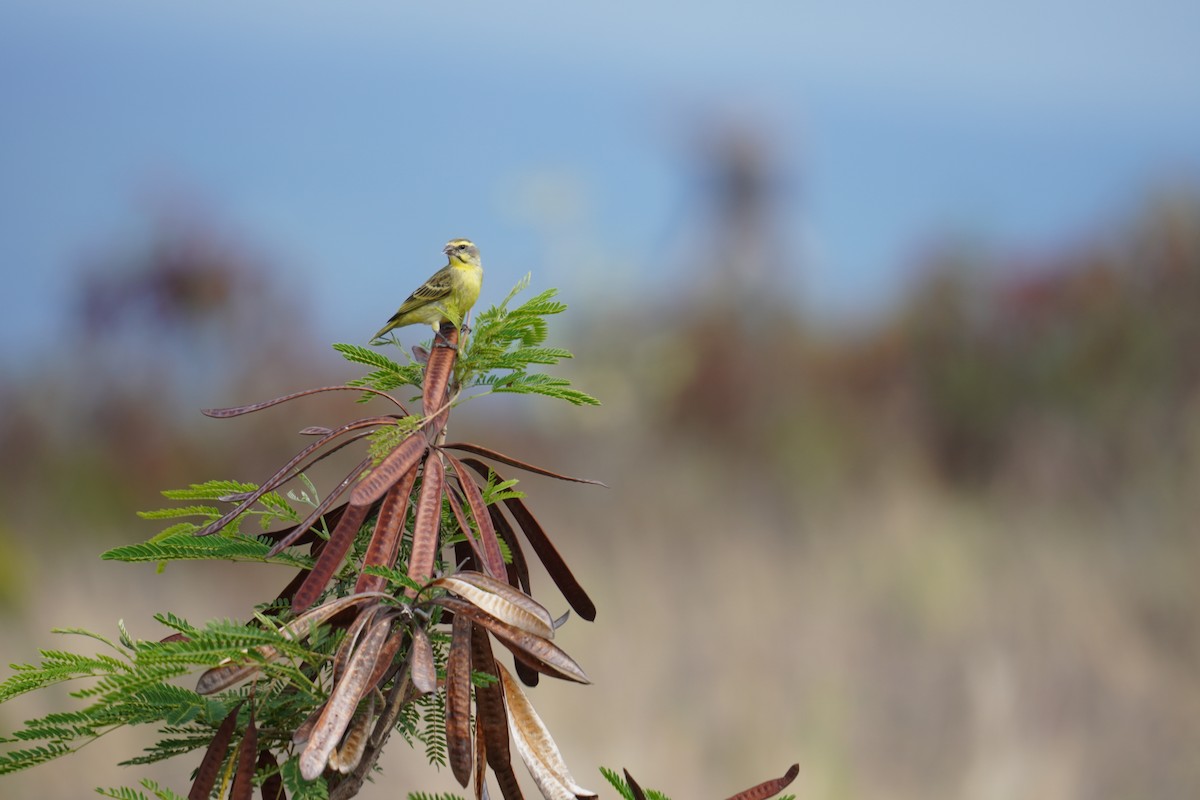 Yellow-fronted Canary - ML622737366