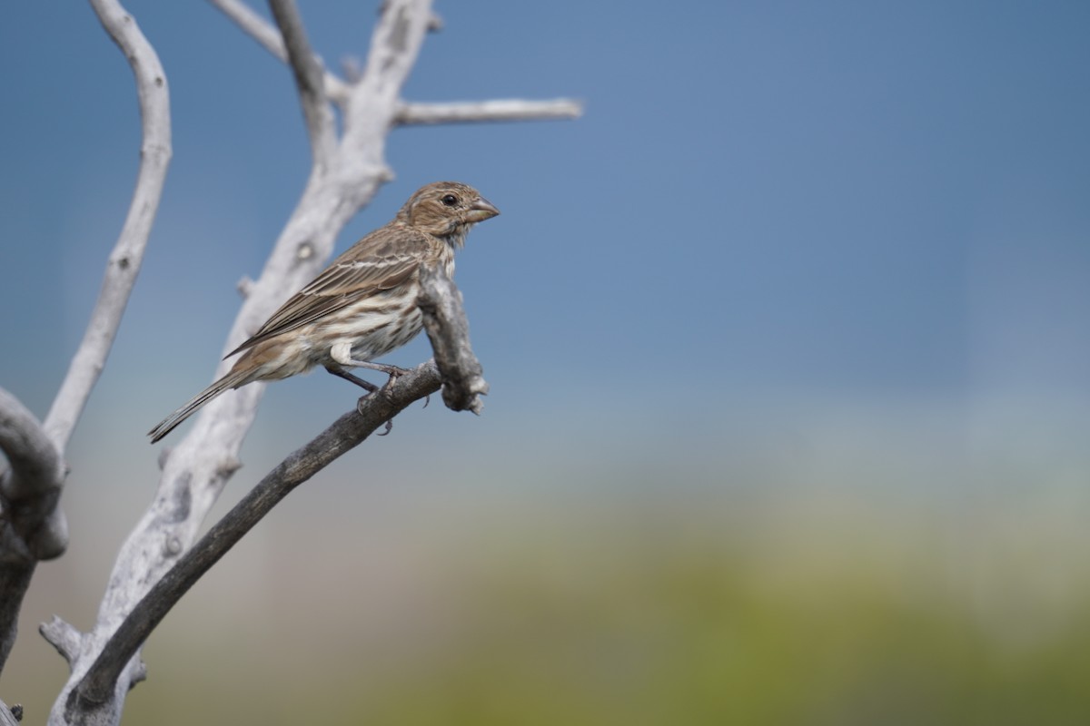 House Finch - ML622737367