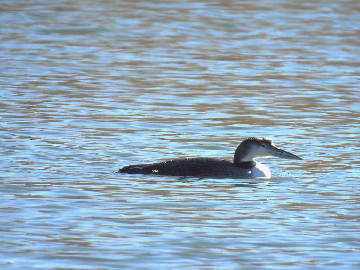 Common Loon - ML622737371
