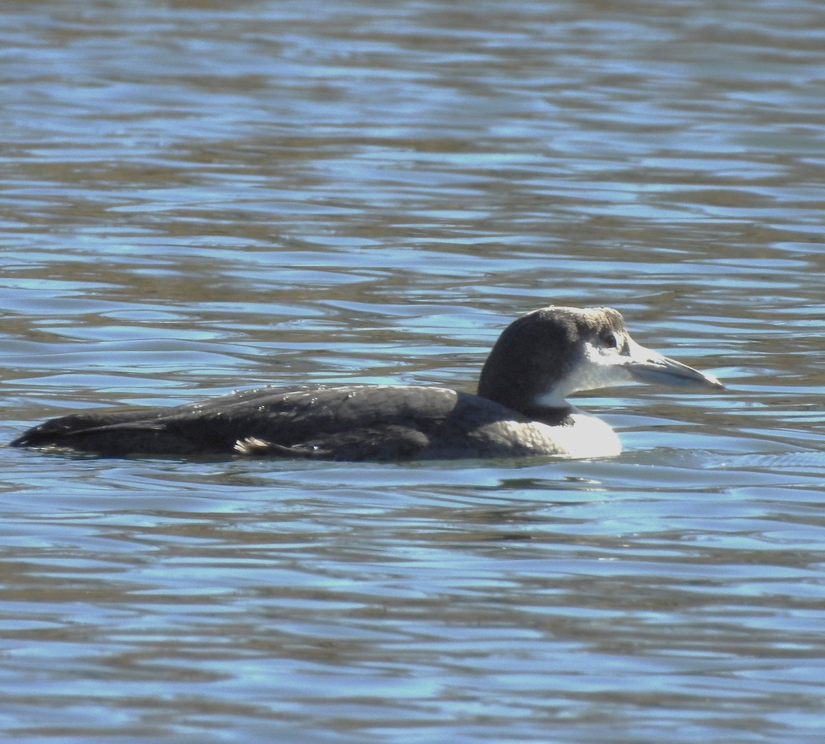 Common Loon - ML622737374