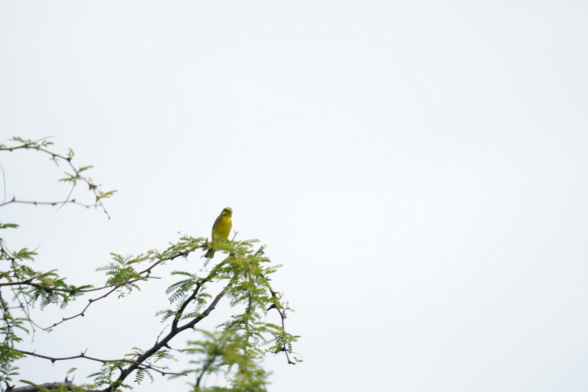 Yellow-fronted Canary - Ethan Kang