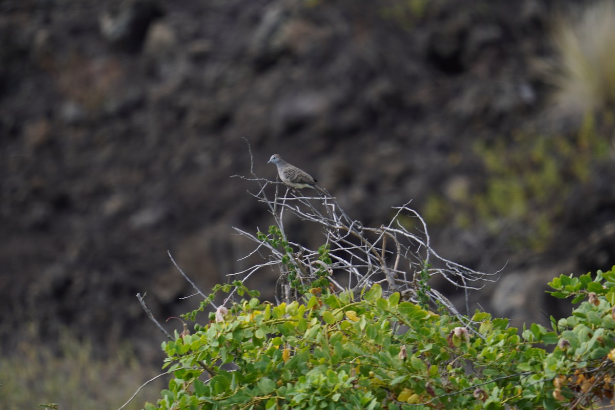 Zebra Dove - ML622737399