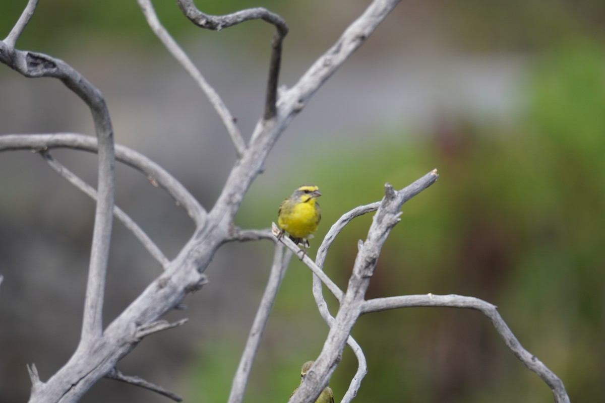 Yellow-fronted Canary - ML622737403