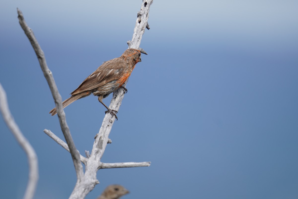 House Finch - ML622737407