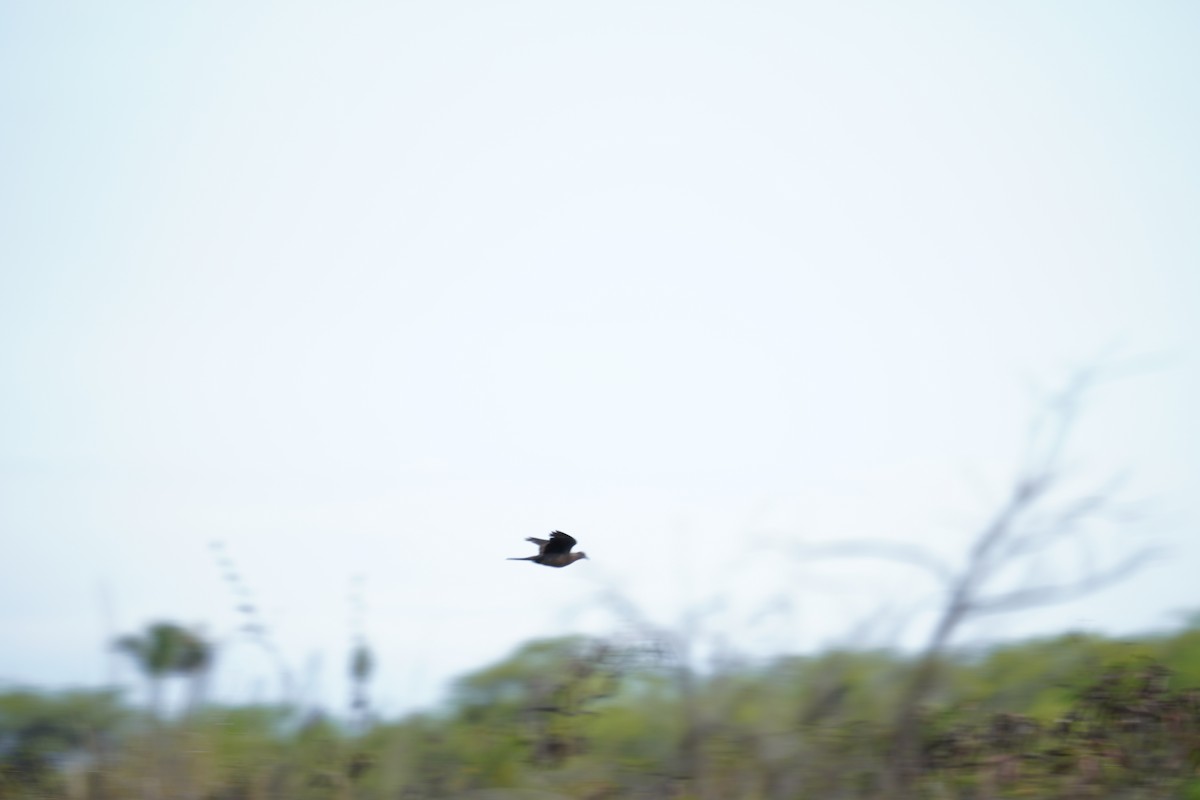 Spotted Dove - ML622737418