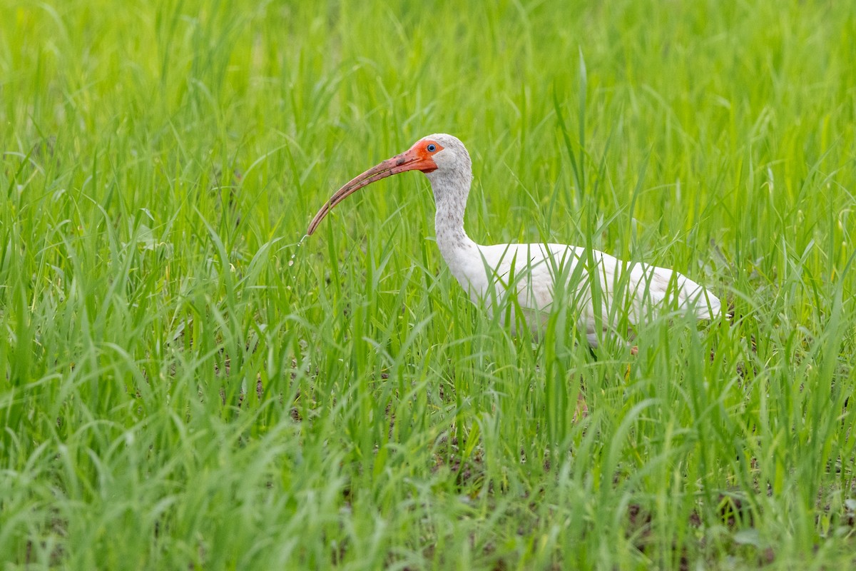 White Ibis - ML622737444