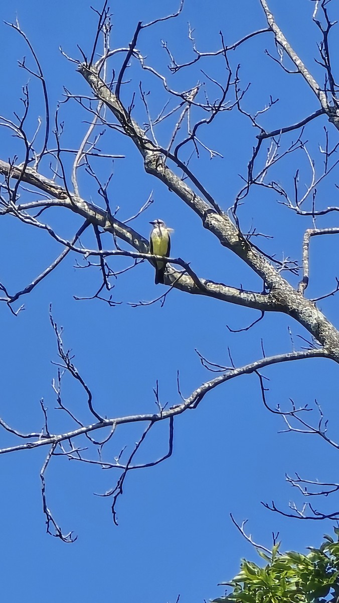 Western Kingbird - ML622737464