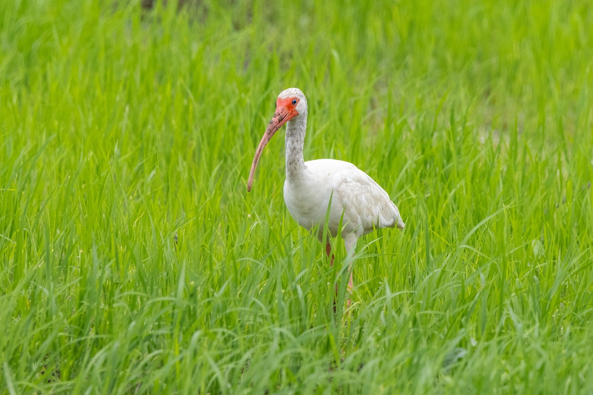 White Ibis - ML622737474