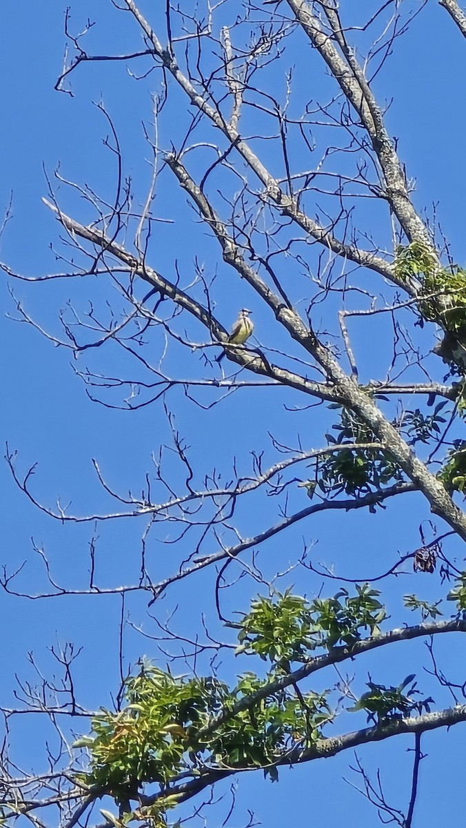 Western Kingbird - Alex Weemhoff