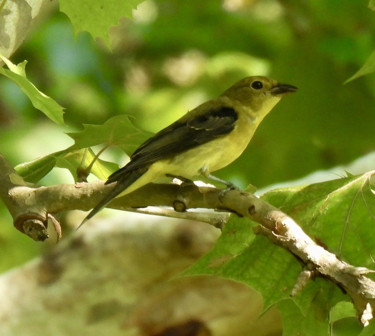 Scarlet Tanager - ML622737484