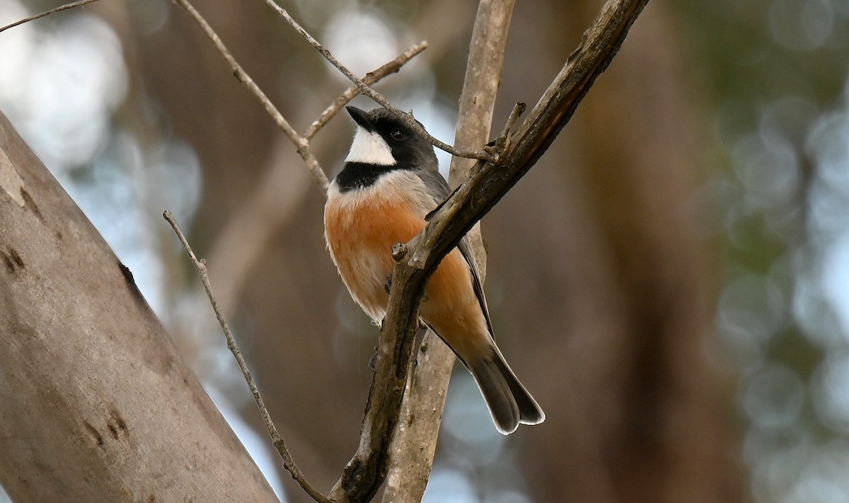 Rufous Whistler - ML622737490