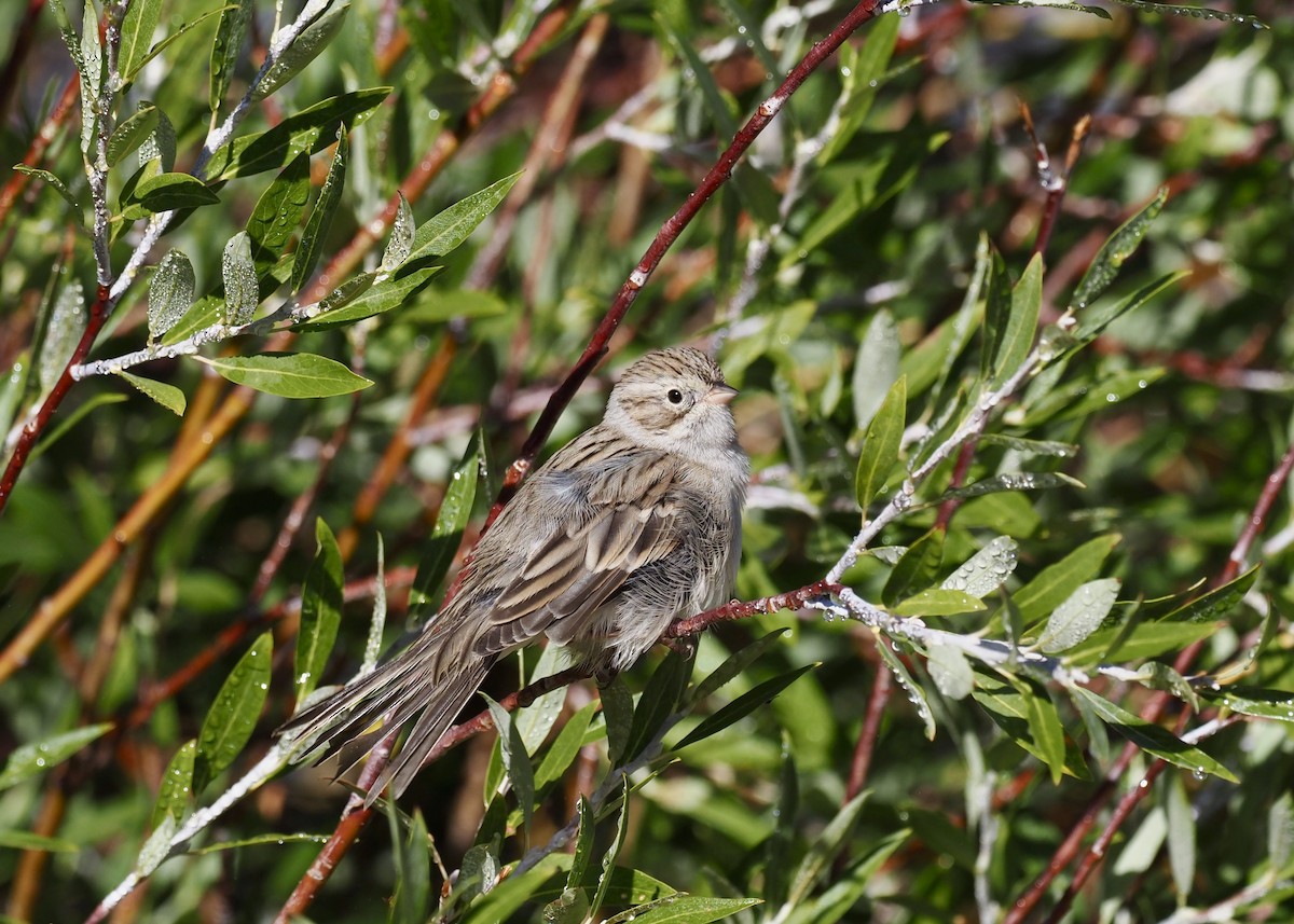 Brewer's Sparrow - ML622737518