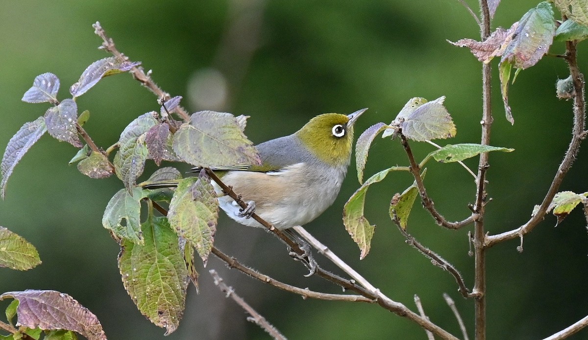 Silvereye - ML622737526