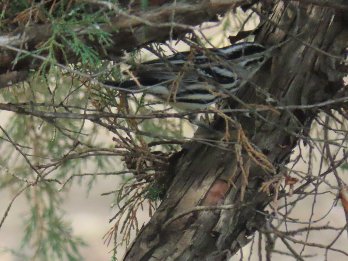 Black-and-white Warbler - Laurie Koepke