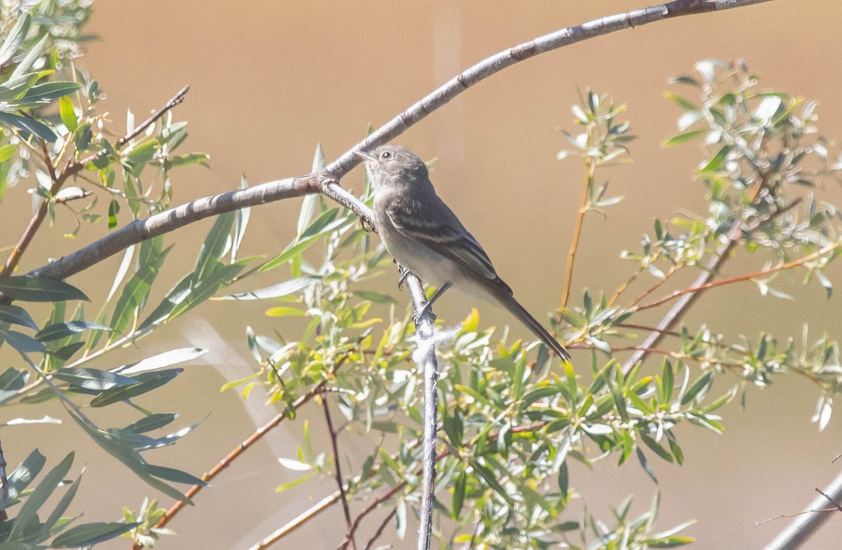 Gray Flycatcher - ML622737571