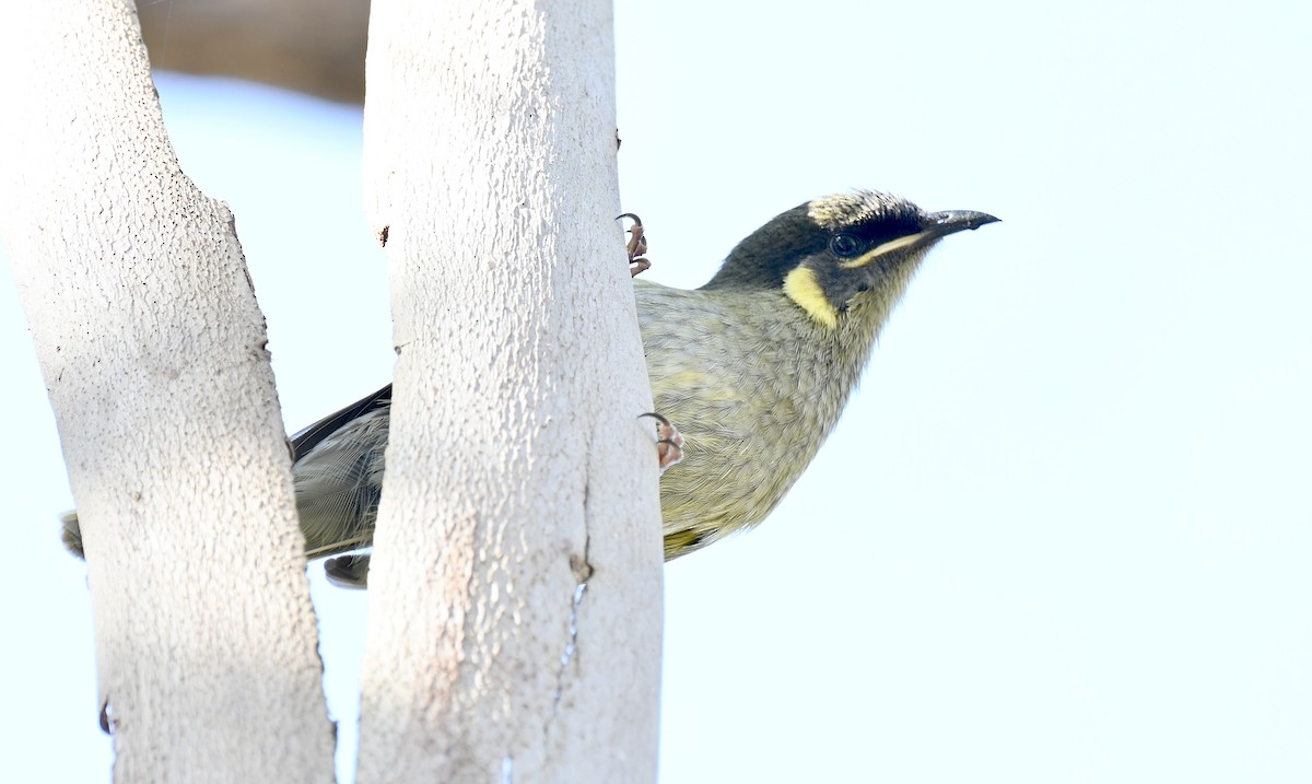 Lewin's Honeyeater - ML622737611