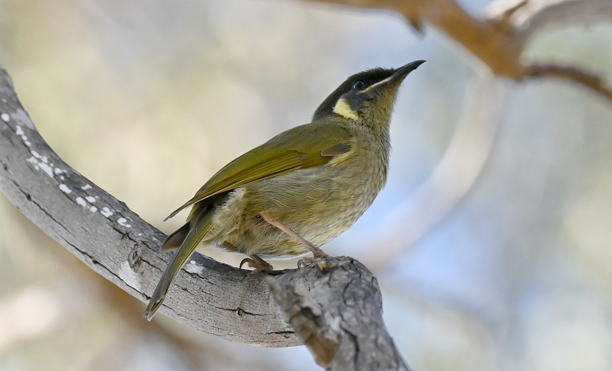 Lewin's Honeyeater - ML622737612