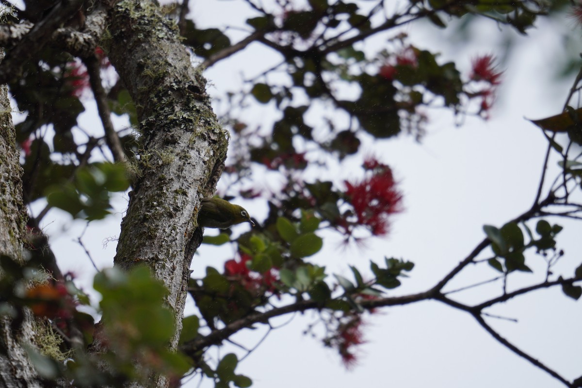 Warbling White-eye - ML622737664