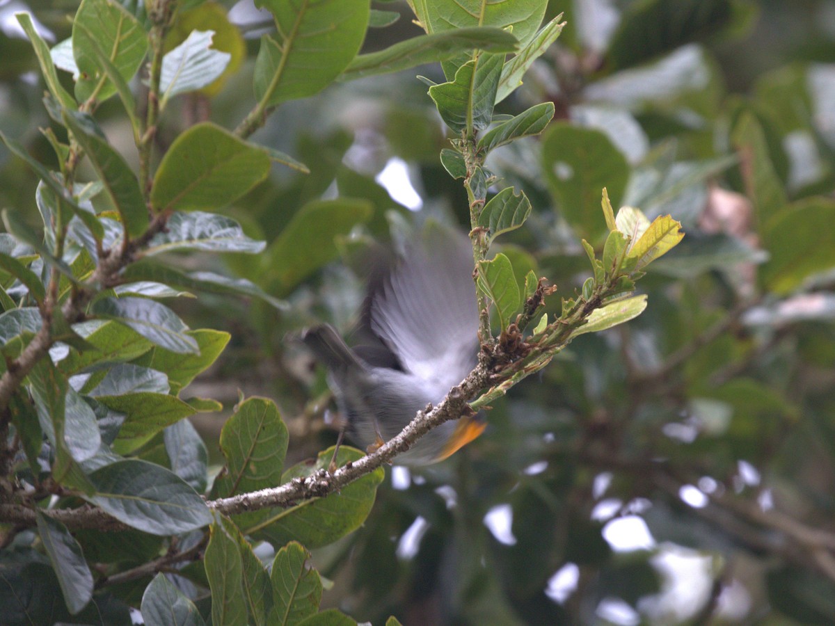 Flame-throated Warbler - Menachem Goldstein