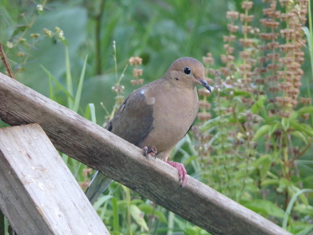 Mourning Dove - Texas Bird Family