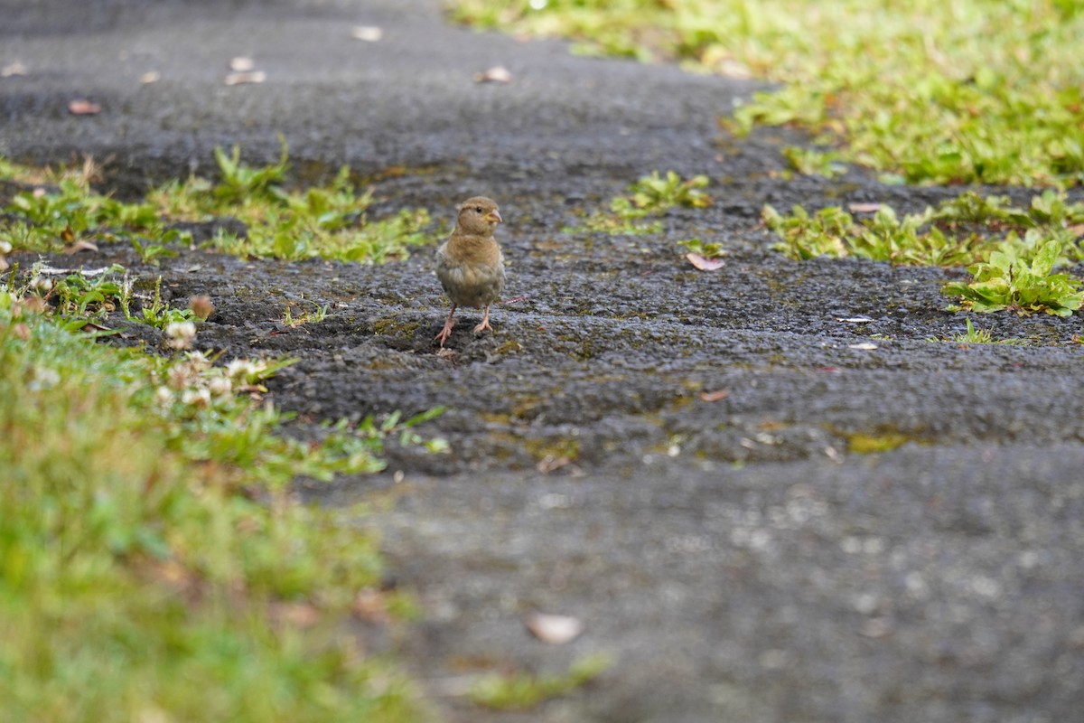 Moineau domestique - ML622737830