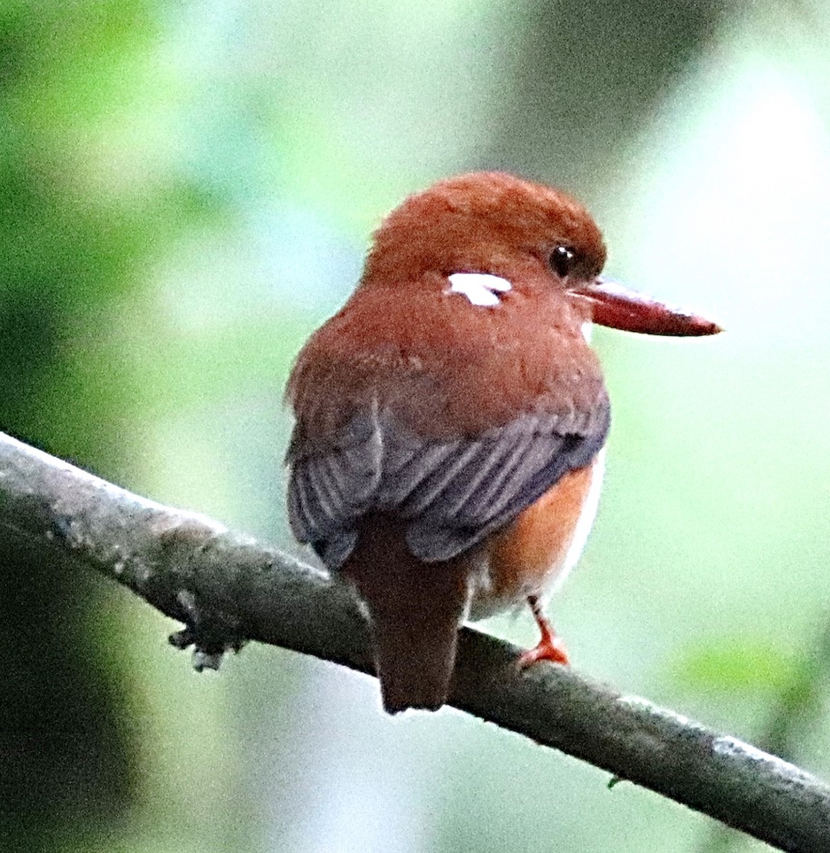 Madagascar Pygmy Kingfisher - ML622737862