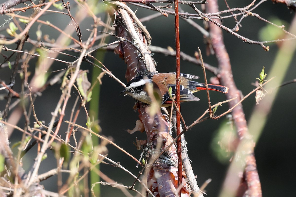 Red-tailed Minla - ML622737881