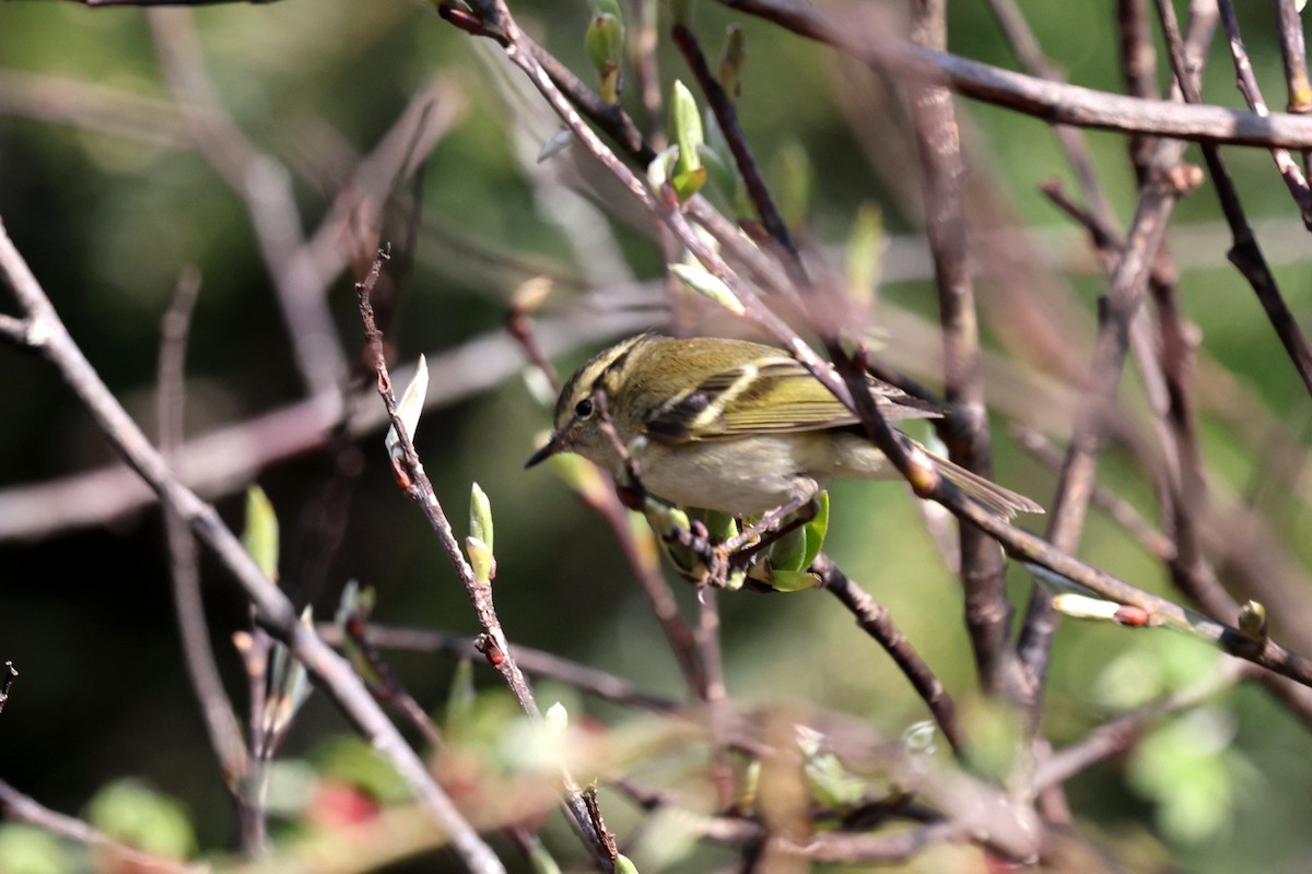 Blyth's Leaf Warbler - ML622737907