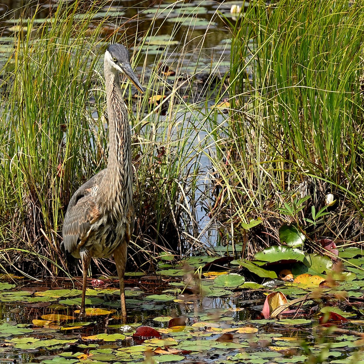 Great Blue Heron - ML622737908