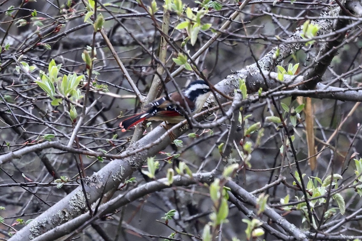 Red-tailed Minla - ML622737912