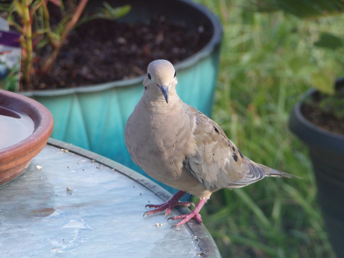 Mourning Dove - Texas Bird Family