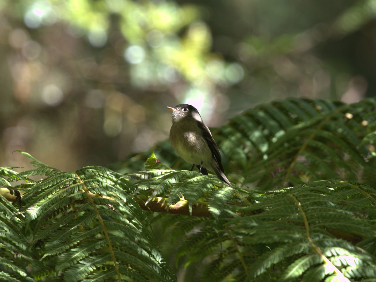 Black-capped Flycatcher - Menachem Goldstein